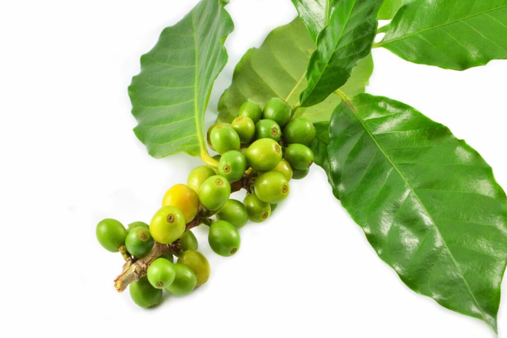 bean with leaf